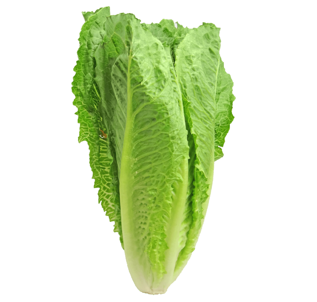 when-lettuce-becomes-unhealthy-it-s-time-to-rethink-food-safety-in-the