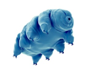iStock, Eraxion